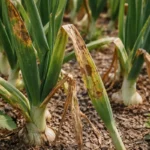 why do my onions have with visible browning or spots on leaves