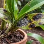 why do my orchids develop black with fungal patches visible on foliage