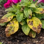 why do my petunias have with visible browning or spots on leaves