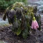 why does my hibiscus plant droop with cold-damaged leaves in the garden