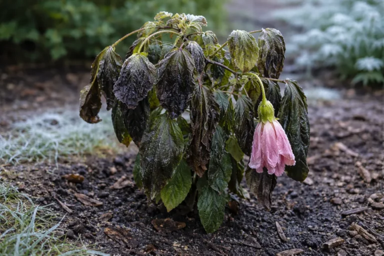 why does my hibiscus plant droop with cold-damaged leaves in the garden