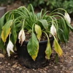 why does my peace lily droop wilting visibly in real garden soil