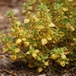 why does my thyme turn with visible browning or spots on leaves