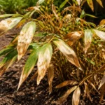 why is my bamboo turning with scorched leaf edges in harsh sun
