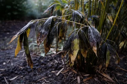 why is my bamboo turning yellow with cold-damaged leaves in the garden