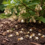 why is my blueberry bush not with dropped blossoms around the stems
