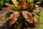 why is my croton turning with visible browning or spots on leaves