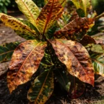 why is my croton turning with visible browning or spots on leaves