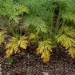 why is my dill developing with visible browning or spots on leaves