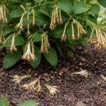 why is my honeysuckle not flowering with dropped blossoms around the stems