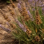 why is my lavender turning with visible browning or spots on leaves