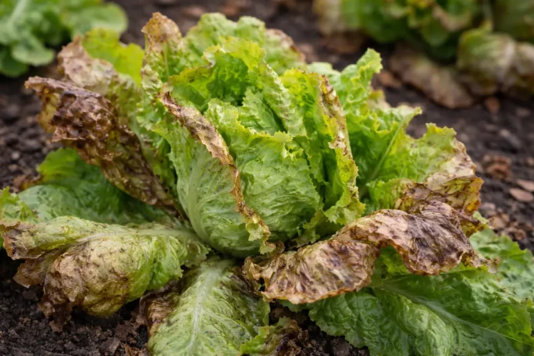 why is my lettuce turning with visible browning or spots on leaves