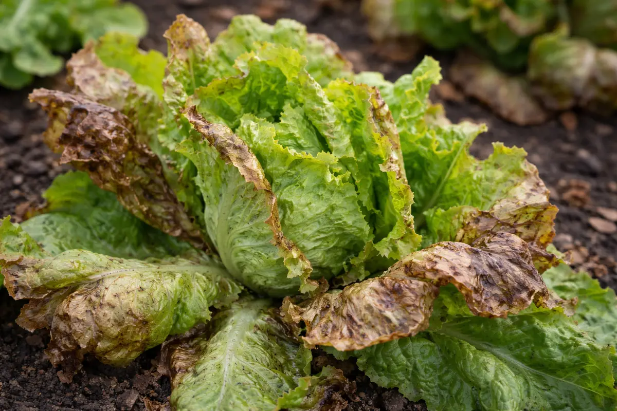 why is my lettuce turning with visible browning or spots on leaves