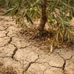 why is my olive tree with cracked dry soil around the plant