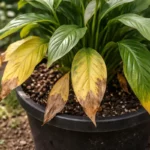 why is my peace lily with visible browning or spots on leaves