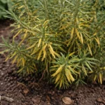 why is my rosemary turning with visible browning or spots on leaves
