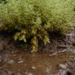 why is my thyme turning yellow with wet soil around the base