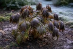 why is my tree peony not with cold-damaged leaves in the garden